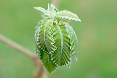 Quercus dentata'Carl Ferris Miller'- dub zubatý 'Carl Ferris Miller'- jarní listy (2)